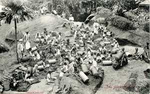 ティープラッカー、セイロン、1900〜1930年頃